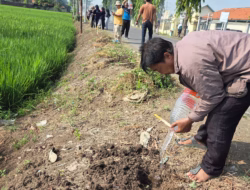Wujudkan Misi Hijau dan Apik, OPD Keroyokan Tanam Ratusan Pohon Tabebuya