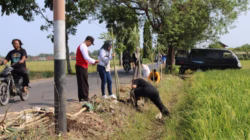 Wujudkan Misi Hijau, OPD Kabupaten Pemalang Keroyokan Tanam Ratusan Pohon Tabebuya