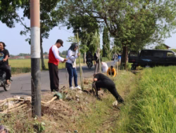 Wujudkan Misi Hijau, OPD Kabupaten Pemalang Keroyokan Tanam Ratusan Pohon Tabebuya
